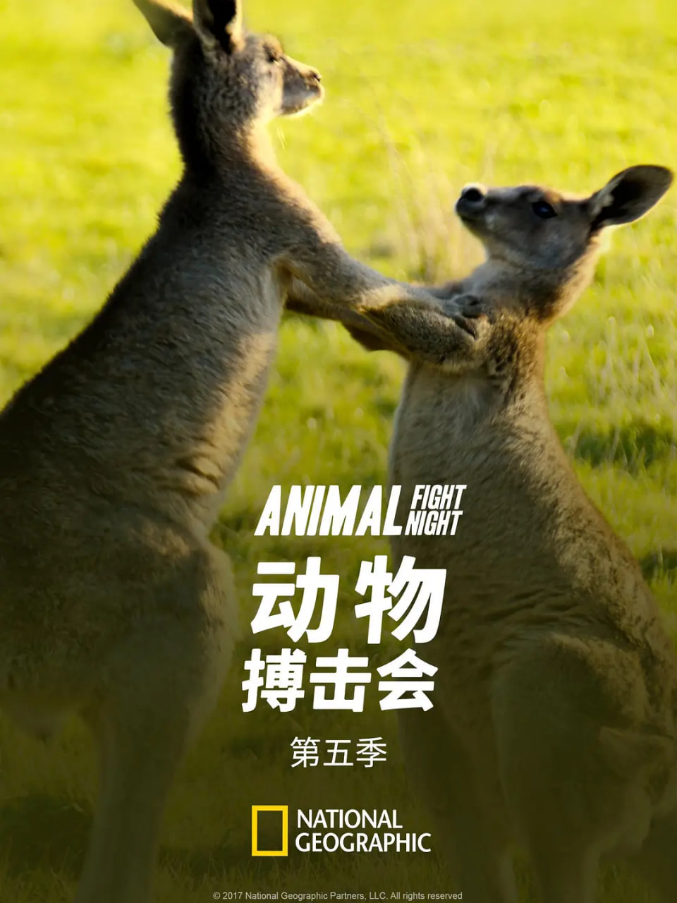 动物搏击会,第五季 