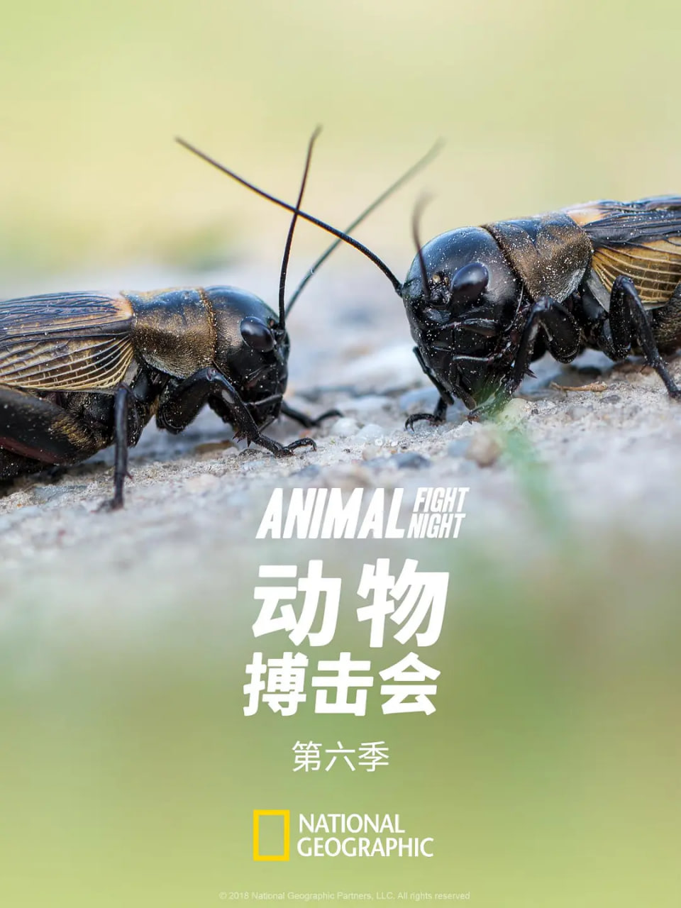 动物搏击会,第六季 
