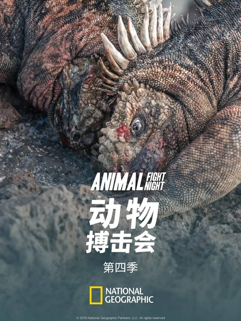动物搏击会,第四季 